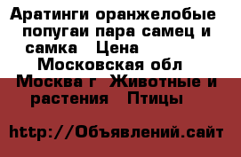 Аратинги оранжелобые, попугаи пара самец и самка › Цена ­ 25 000 - Московская обл., Москва г. Животные и растения » Птицы   